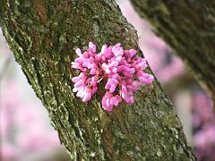 flowers09a (64)
